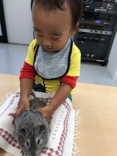 最後の10分間はうさぎ、モルモットとのふれあいタイムも。初めての抱っこにニッコニコ♡