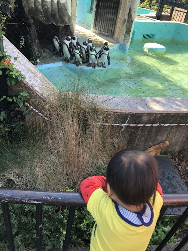 移動が楽だと、動物園に着いてからもたくさん歩き回れます♪