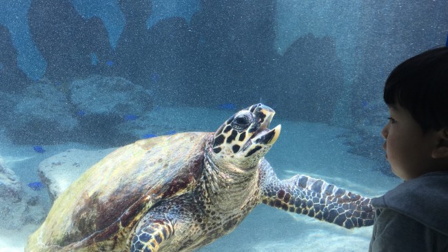 《子連れで沖縄旅行♪》2歳の息子、はじめての沖縄! 持っていってよかったアイテム&子連れの穴場スポットはここ!