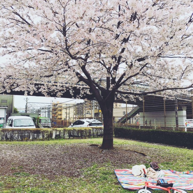 お花見は過ぎたけれど、今度はピクニックの季節。お外で一杯、美味しいですよね♡