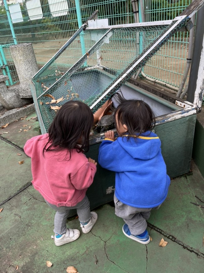 大きなカメも近くで見られるので、こどもたちは興味津々♪