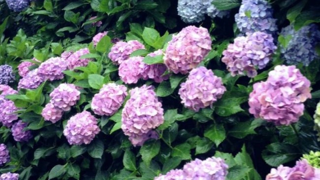 《本格的な梅雨到来!》梅雨入りしたら気をつけたい、食中毒と熱中症の対策あれこれ