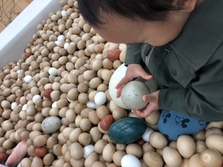 緑の卵はエミューの卵サイズ。息子も興味津々