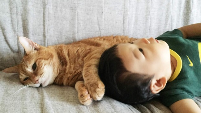 《ペット飼っていますか?》我が家のペット×こどもとの生活 〜猫編〜