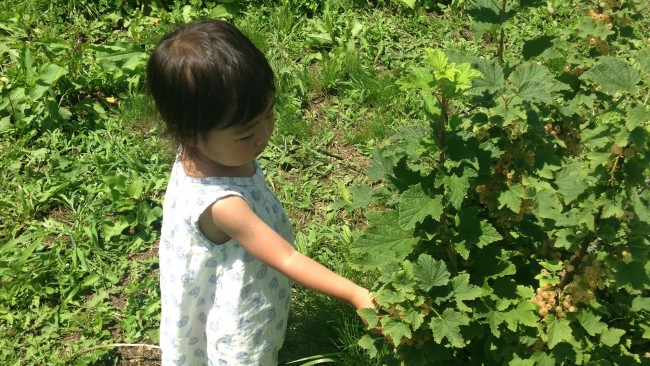 夏こそ家族で果実狩り♡　収穫体験のできる観光農園に行ってみよう！
