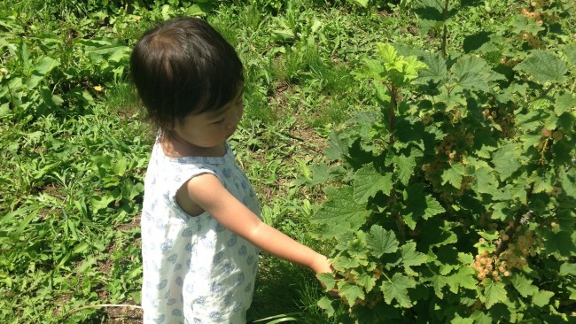 夏こそ家族で果実狩り♡ 収穫体験のできる観光農園に行ってみよう!