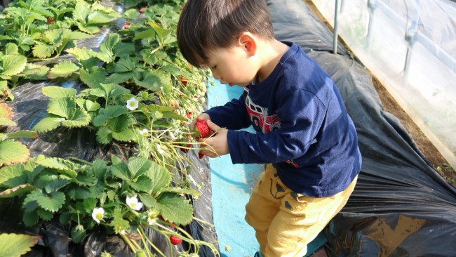 《子連れアウトドア》いまがシーズン! 小さな子どもも楽しめるいちご狩りに行ってきました♪