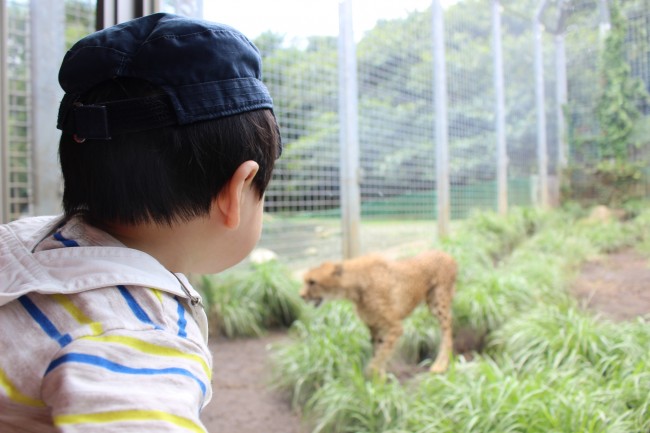 動物好きなファミリーにはぜひ一度訪れてほしい、伊豆アニマルキングダム。1歳の息子連れで行ってきました♪